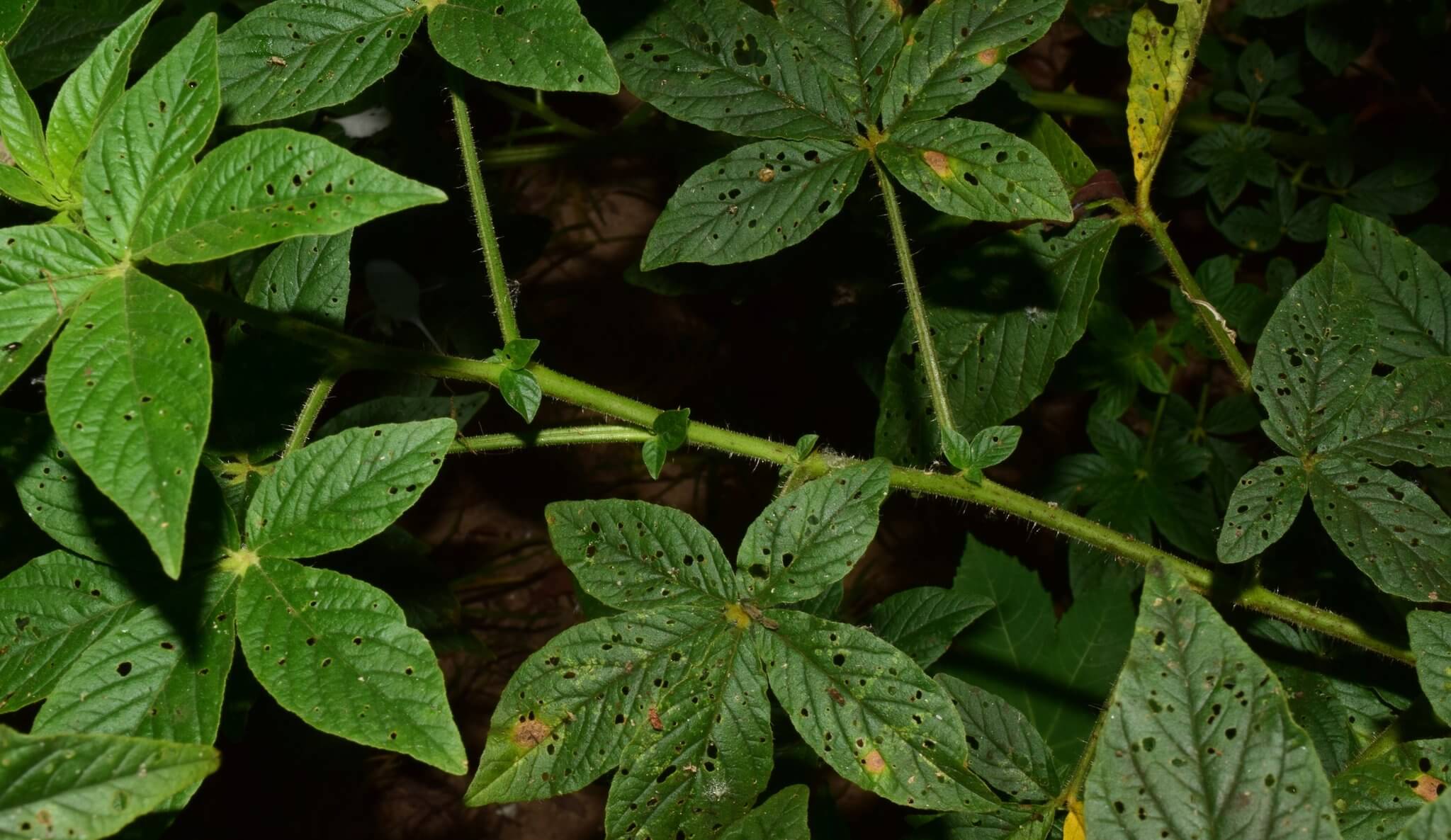 Cleome spinosa